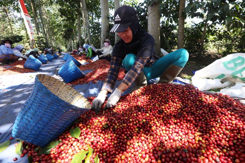 pengolahan kopi di gampong pucok lueng