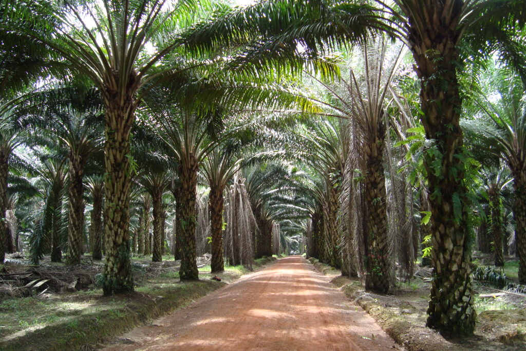 kebun sawit yang merupakan salah satu contoh pengolahan tani